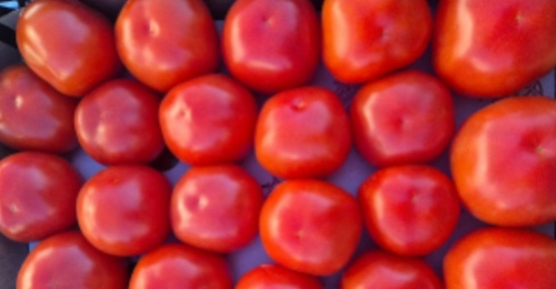 Томатную моль обнаружили в помидорах, привезенных в Оренбуржье из Туркмении