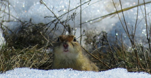 В Оренбуржье просыпаются степи: сурки и суслики выходят из спячки