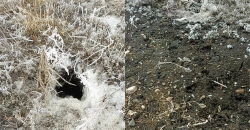 В степях Оренбуржья проснулись сурки