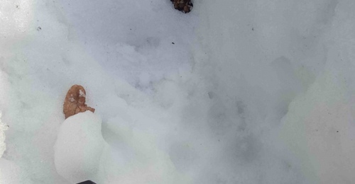 Не по правилам стаи: в Бузулукском бору нашли следы одинокого волка 