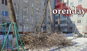 Полезно знать: кто отвечает за опиловку деревьев в МКД Оренбурга 