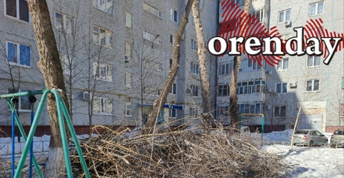 Полезно знать: кто отвечает за опиловку деревьев в МКД Оренбурга 