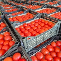 В Оренбуржье пытались ввезти вирус коричневой морщинистости