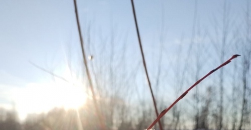 Весна вступает в свои права: в Бузулукском бору зацвела верба