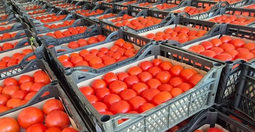 В Оренбуржье пытались ввезти вирус коричневой морщинистости