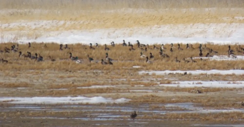 В Оренбуржье степь в заказнике «Светлинский» оживает после зимнего затишья