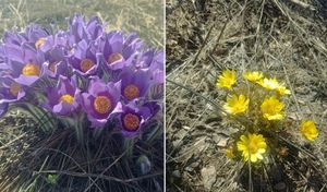 Оренбуржцев ждет крупный штраф за букет первоцветов