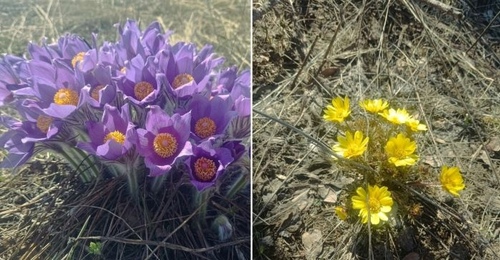 Оренбуржцев ждет крупный штраф за букет первоцветов