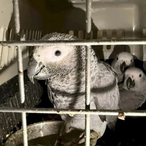 В Оренбургской области в микроавтобусе обнаружили сотню живых экзотических птиц