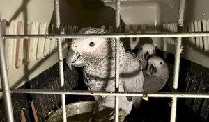 В Оренбургской области в микроавтобусе обнаружили сотню живых экзотических птиц