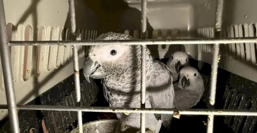 В Оренбургской области в микроавтобусе обнаружили сотню живых экзотических птиц