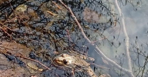 В Бузулукском бору проснулись лягушки и скоро начнут свои «концерты»