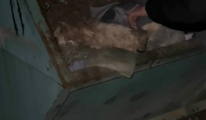 В Орске жестоко избили домашнего спаниеля и выкинули умирать в мусорный контейнер (18+)