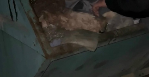 В Орске жестоко избили домашнего спаниеля и выкинули умирать в мусорный контейнер (18+)