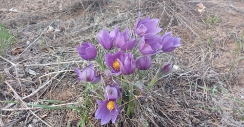 В Бузулукском бору раньше срока зацвела сон-трава