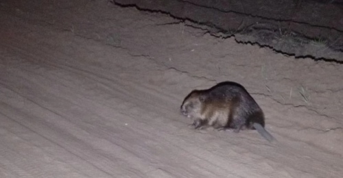 В Бузулукском бору стартовали «выпускные» у бобров