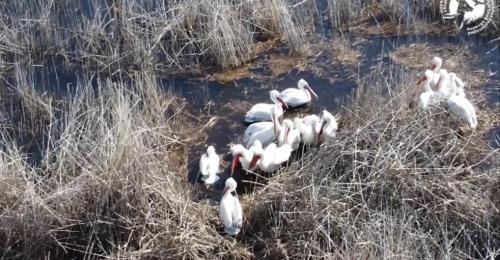 В Светлинском районе на озере снова замечены гнездящиеся кудрявые пеликаны