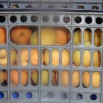 В Оренбуржье объявили бой санкционным грушам и нектаринам