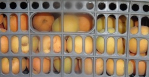 В Оренбуржье объявили бой санкционным грушам и нектаринам