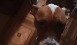 В Орске волонтёры спасли истощённую собаку со щенком