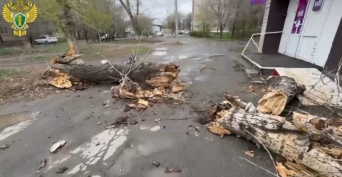 В Орске огромное дерево едва не убило местную жительницу