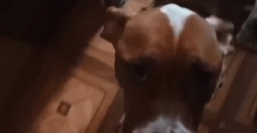 В Орске волонтёры спасли истощённую собаку со щенком