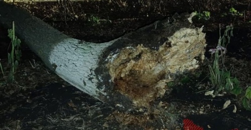 В Орске огромное дерево едва не убило местную жительницу