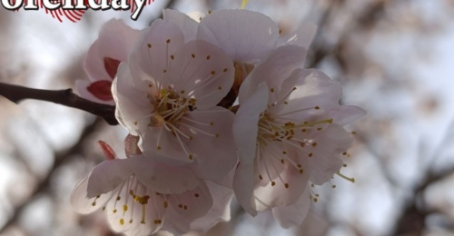 В Оренбурге раньше времени зацвели плодовые деревья