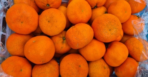 Мандарины откладываются до Нового года: в партии цитрусовых, прибывших в Оренбург, нашли черную белокрылку