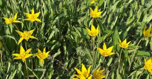 В Бузулукском бору расцвели «маленькие солнышки» – тюльпаны Биберштейна