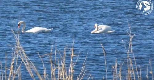 Два вида лебедей в Оренбуржье: учимся различать красавцев из заказника «Светлинский»