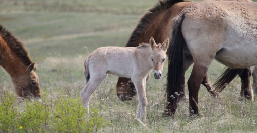 В Оренбургском заповеднике родился первый жеребёнок 2026 года