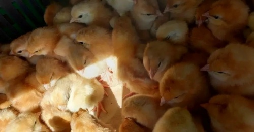 Из Орска пытались вывезти 2,5 тысячи птенцов без нужных документов