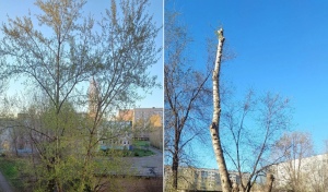 Опиловка «под ноль»: оренбуржцы настаивают на компенсационной высадке саженцев