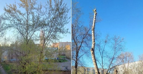 Опиловка «под ноль»: оренбуржцы настаивают на компенсационной высадке саженцев