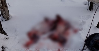 В Бузулуке трое браконьеров ответят за шесть убитых косуль