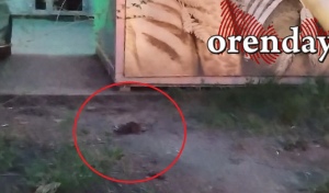 Из-за крыс на площадках ТКО в Оренбурге некоторые горожане уже боятся выносить мусор