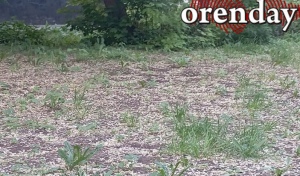 Оренбург снова засыпало семенами карагача