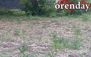 Оренбург снова засыпало семенами карагача