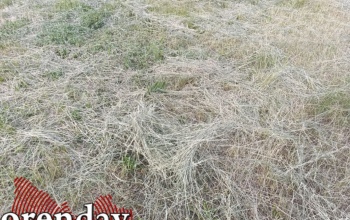 В Оренбурге покос травы превращается в сенокос