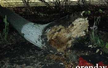 Суд взыскал с УК «Азимут» 6 миллионов рублей в пользу пострадавшей от падения дерева 19-летней девушки 