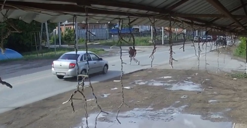 В Бугурусланском районе школьница побежала через дорогу и попала под колеса автомобиля (18+)