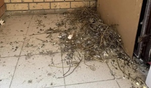 В Оренбурге в многоэтажке на Липовой ждут пополнения пернатых обитателей