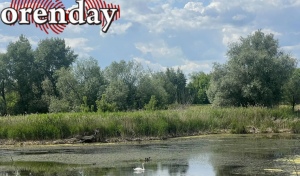 В Сакмарском районе в очередной раз после варварского спуска воды на Майорском водохранилище погибает флора и фауна