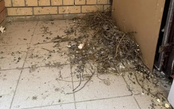 В Оренбурге в многоэтажке на Липовой ждут пополнения пернатых обитателей