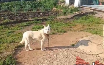 Лайка Руна из Оренбуржья стала звездой соцсетей после ракетной опасности