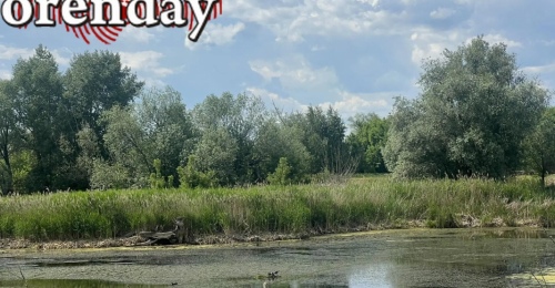 В Сакмарском районе в очередной раз после варварского спуска воды на Майорском водохранилище погибает флора и фауна