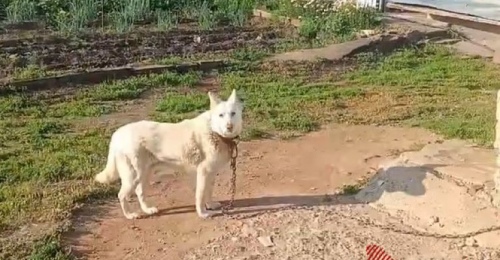 Лайка Руна из Оренбуржья стала звездой соцсетей после ракетной опасности
