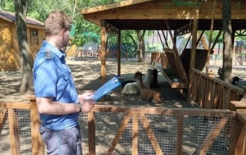 В Оренбурге не успели альпаки справить новоселье, как к ним «постучался» инспектор Россельхознадзора