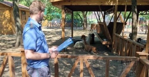 В Оренбурге не успели альпаки справить новоселье, как к ним «постучался» инспектор Россельхознадзора
